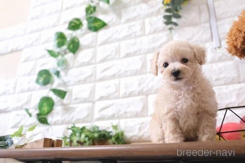 成約済の滋賀県のトイプードル-173569の7枚目