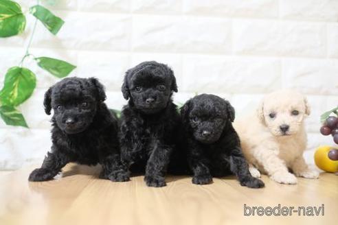 成約済の滋賀県のトイプードル-173569の4枚目