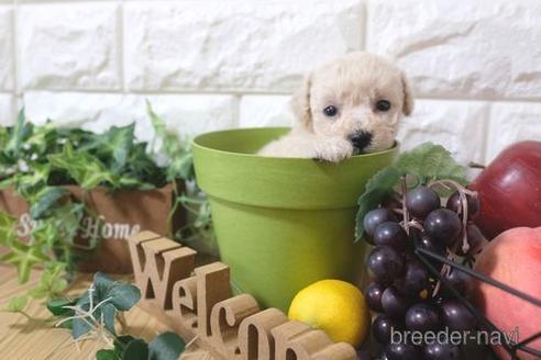 成約済の滋賀県のトイプードル-173569の3枚目