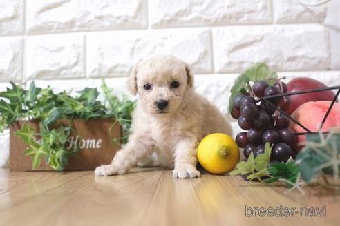 成約済の滋賀県のトイプードル-173569の2枚目