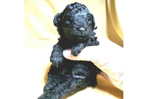 成約済の茨城県のトイプードル-175307の30枚目
