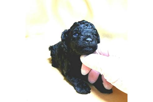 成約済の茨城県のトイプードル-175307の29枚目
