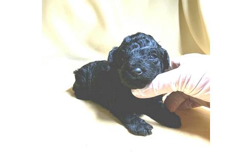 成約済の茨城県のトイプードル-175307の28枚目