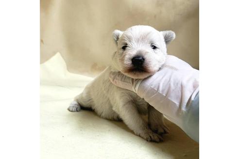 成約済の茨城県のミックス犬-175314の25枚目