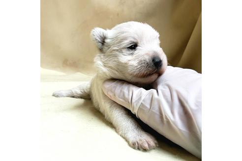 成約済の茨城県のミックス犬-175314の24枚目