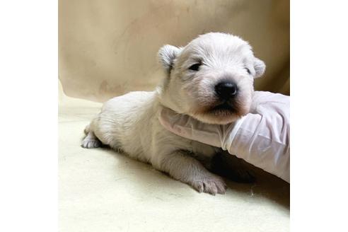 成約済の茨城県のミックス犬-175314の23枚目
