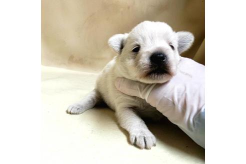 成約済の茨城県のミックス犬-175318の19枚目