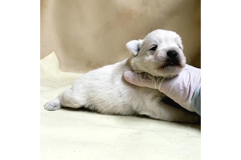 成約済の茨城県のミックス犬-175318の18枚目