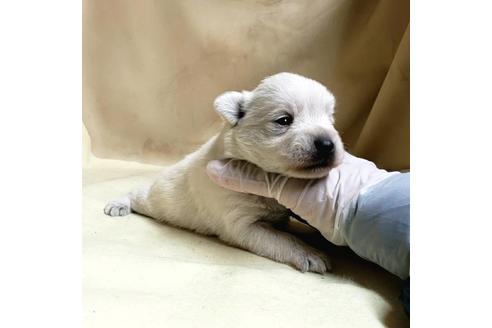 成約済の茨城県のミックス犬-175318の17枚目
