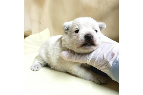 成約済の茨城県のミックス犬-175321の25枚目