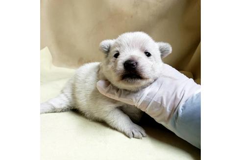成約済の茨城県のミックス犬-175321の24枚目