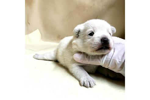 成約済の茨城県のミックス犬-175321の23枚目