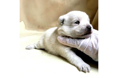 成約済の茨城県のミックス犬-175321の22枚目