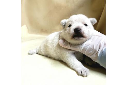 成約済の茨城県のミックス犬-175321の21枚目