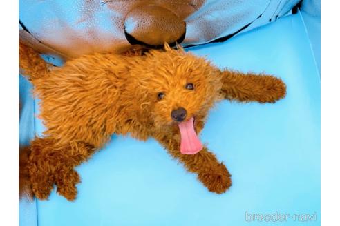 成約済の東京都のティーカッププードル-163397の5枚目