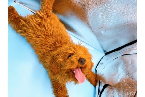 成約済の東京都のティーカッププードル-163397の4枚目