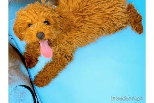 成約済の東京都のティーカッププードル-163397の3枚目