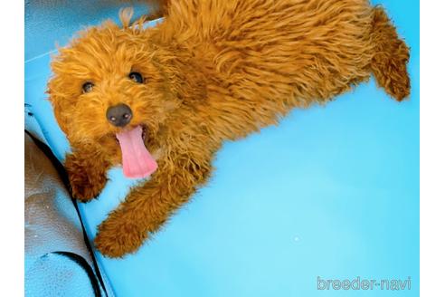 成約済の東京都のティーカッププードル-163397の2枚目