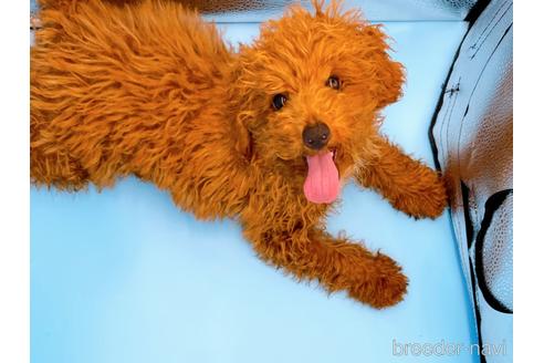 成約済の東京都のティーカッププードル-163397の1枚目