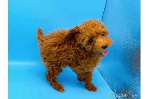 成約済の東京都のタイニープードル-173424の12枚目