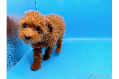 成約済の東京都のタイニープードル-173424の11枚目