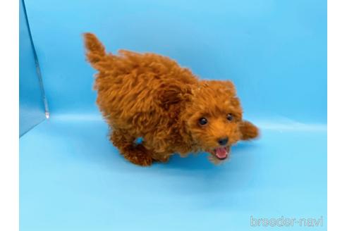 成約済の東京都のタイニープードル-173424の10枚目