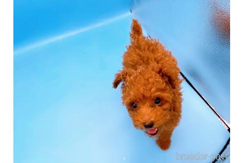 成約済の東京都のタイニープードル-173424の9枚目