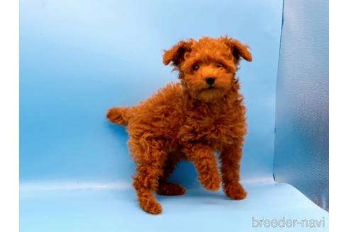 成約済の東京都のタイニープードル-173424の1枚目