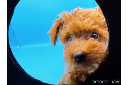 成約済の東京都のタイニープードル-173424の7枚目