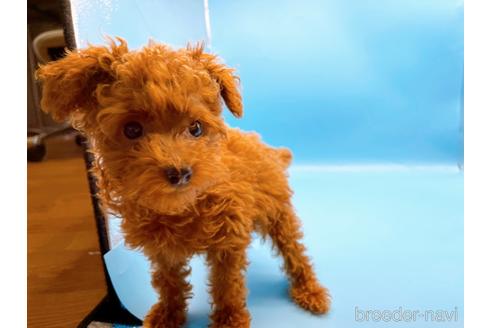 成約済の東京都のタイニープードル-173424の5枚目