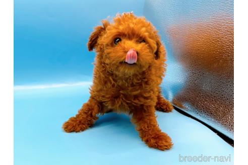 成約済の東京都のタイニープードル-173424の3枚目