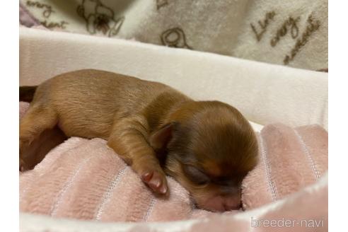 成約済の神奈川県のチワワ(ロングコート)-174807の20枚目