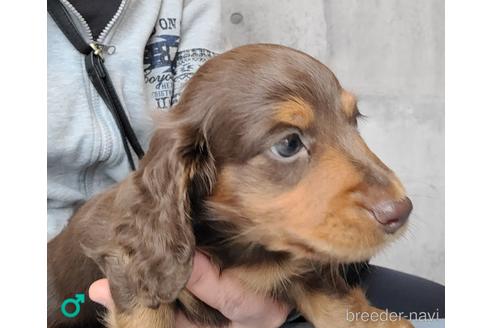 成約済の埼玉県のミニチュアダックスフンド(ロングヘアード)-175332の2枚目