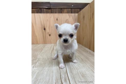 成約済の愛知県のチワワ(ロングコート)-175335の1枚目