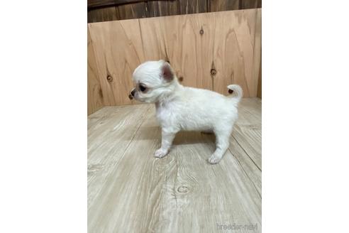 成約済の愛知県のチワワ(ロングコート)-175335の2枚目