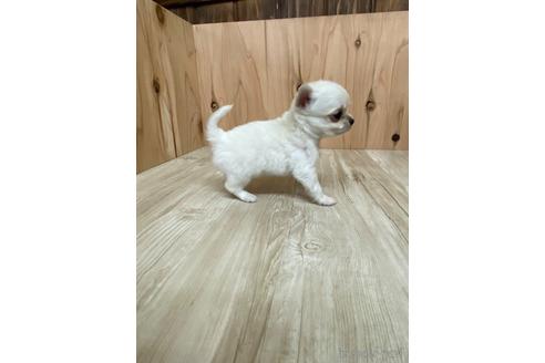 成約済の愛知県のチワワ(ロングコート)-175335の3枚目