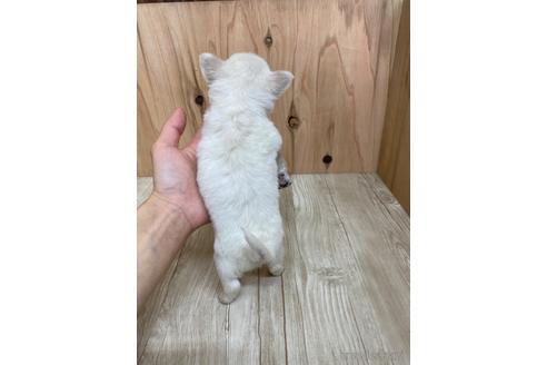 成約済の愛知県のチワワ(ロングコート)-175335の4枚目