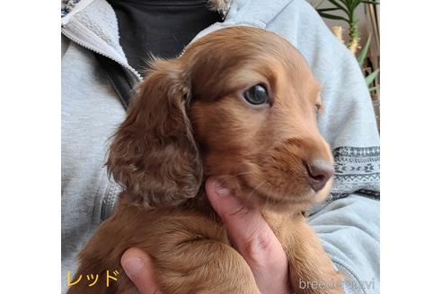 成約済の埼玉県のミニチュアダックスフンド(ロングヘアード)-175336の11枚目