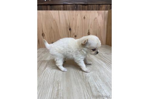 成約済の愛知県のチワワ(ロングコート)-175337の3枚目