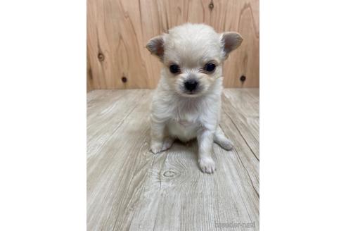 成約済の愛知県のチワワ(ロングコート)-175337の1枚目