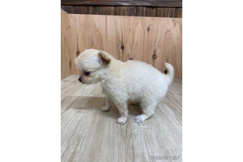 成約済の愛知県のチワワ(ロングコート)-175337の4枚目