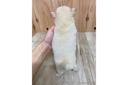 成約済の愛知県のチワワ(ロングコート)-175337の2枚目