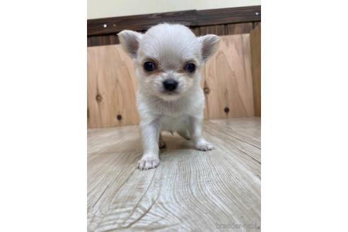成約済の愛知県のチワワ(ロングコート)-175338