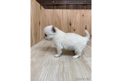 成約済の愛知県のチワワ(ロングコート)-175338の4枚目