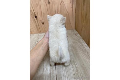 成約済の愛知県のチワワ(ロングコート)-175338の2枚目