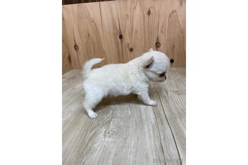 成約済の愛知県のチワワ(ロングコート)-175338の3枚目