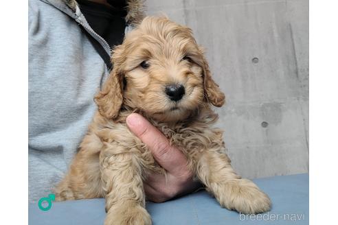 成約済の埼玉県のミックス犬-175001の1枚目