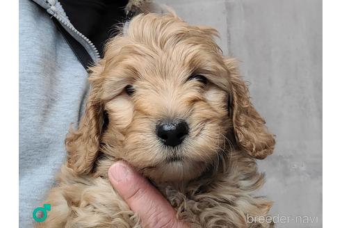 成約済の埼玉県のミックス犬-175001の2枚目