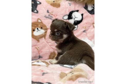 成約済の埼玉県のチワワ(ロングコート)-174155の14枚目