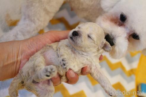 成約済の愛知県のトイプードル-173838の39枚目